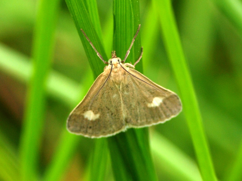 Crambidae - Udea alpinalis